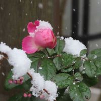 アニソドンテア,アニソドンテア,コムラサキ,バラ,バラの画像