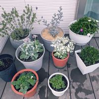 オキザリス,ナデシコ,レースラベンダー,プリムラマラコイデス,ローズマリー 挿し木の画像