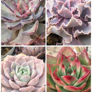 シャビアナピンクフリル,リガ,エボニー×ロンギシマ,多肉植物,エケベリア属の画像