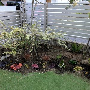 シルバープリペット,ヒューケラ,ステラ,ミモザ,コルジリネ レッドスターの画像