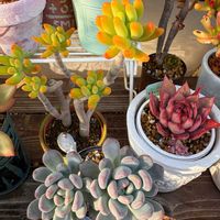 八千代,多肉植物,かわいいな♡,GS日和,庭の画像