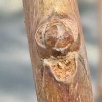 イチョウ,樹木,冬芽・葉痕,歩道脇の画像