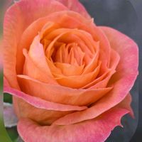 ハツユキカズラ,バラ,バラ,バラ,パンジーの画像