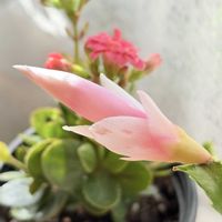 カランコエ,シャコバサボテン,デンマークカクタス,多肉植物,観葉植物の画像