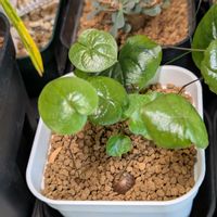 亀甲竜,実生,今日の一枚,おうち園芸の画像