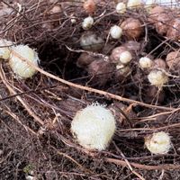 タマシダ,タマシダの塊茎の画像