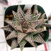 ハオルチア,多肉植物,観葉植物,成長記録,硬葉ハオルチアの画像