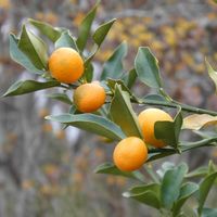 キンカンの画像