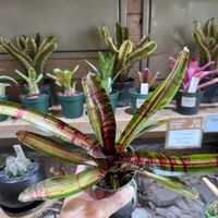 アスプレニウム, ネオレゲリア,オリーブ・エルグレコ,オリーブ・エルグレコ,クロコダイル　ファーンの画像