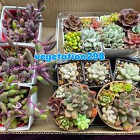 多肉植物,多肉植物寄せ植え,多肉植物販売,vegetation298,道の駅マチテラス日進の画像