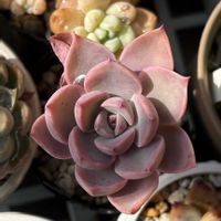 多肉植物,紅葉する多肉の画像