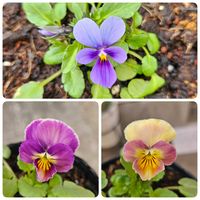 うえたビオラ・パピヨンワールド,ビオラ エマーブル,鉢植え,明るい日陰,プランターの画像