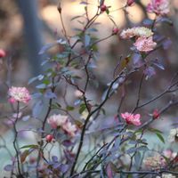 ノイバラ,バラ,万葉集,今日のお花,野の花山の花の画像