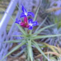 チランジア,ティランジア,エアプランツ,エアープランツ/チランジアの画像