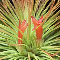 チランジア,ティランジア,エアプランツ,エアープランツ/チランジアの画像