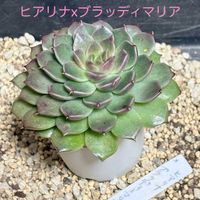 ヒアリナxブラッディマリア,多肉植物,鳥取タニラー,多肉植物　仕立て直しの画像