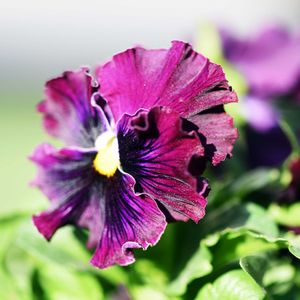 パンジー,花びら,ビオラ・パンジー,種まきから育てる,テラスの画像