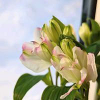 アルストロメリア,ライラック,切り花,北海道,雪に負けない！の画像