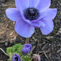 アネモネ,パンジー,浜名湖ガーデンパーク,ハンギング,愛しの紫の画像