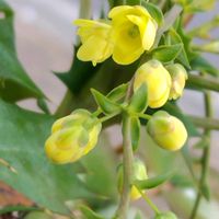 ヒイラギナンテン,山野草,素敵な出会い,春の息吹,癒されての画像