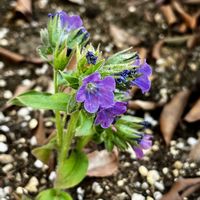 オオイヌノフグリ,クリスマスローズ,クリスマスローズ,ホトケノザ,プルモナリアの画像