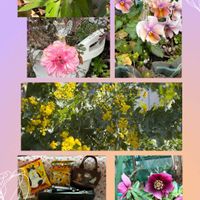 ありがとう❤️,バレンタイン,多肉女子,今日のお花,繋がりに感謝✨の画像