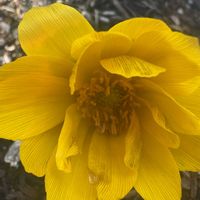 福寿草,今日も元気でね♥️,可愛い,咲いた！,今日も笑顔で♡の画像