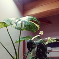 パキラ,斑入りモンステラ,観葉植物,お気に入り,グリーンのある暮らしの画像