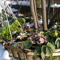 スノードロップ,スキミア　マジックマルロー,スキミア　マジックマルロー,原種シクラメン コウム,原種シクラメン コウムの画像