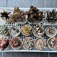 乙女心,トップシータービー,ハオルチア,月兎耳,カランコエ テディベアの画像