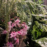 シャコバサボテン,シダ,デンマークカクタス,オオタニワタリ,アスプレニウムの画像