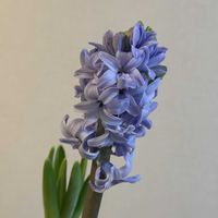 切り花,お花屋さん,花のある暮らし,ガラスの花瓶,町のお花屋さんの画像