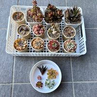 乙女心,トップシータービー,ハオルチア,月兎耳,カランコエ テディベアの画像