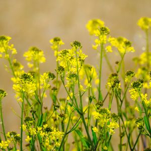 ツバキ,菜の花,タブノキ,植中毒,おでかけ先の画像