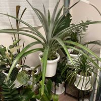 パイナップルの画像