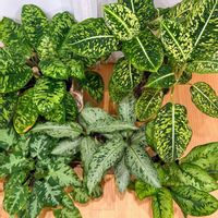 ディフェンバキア,ホマロメナ ワリシー カモフラージュ,スキスマトグロッティス,ディフェンバキア・リフレクター,ディフェンバキア ティキの画像