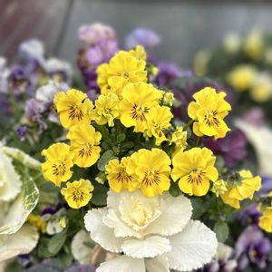 パンジー,ビオラ,ガーデニング,マイガーデン,ハンギングバスケットの画像