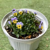 パンジー,ビオラ,ビオレッタ,ガーデニング,ビオラ・パンジーの画像