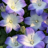 カンパニュラ,サイネリア,スイセン,スカビオサ,ヒヤシンスの画像