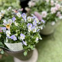 ビオレッタ,ガーデニング,マイガーデン,ビオラ・パンジー,小輪ビオラ ビオレッタの画像