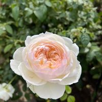 バラ,ボレロ,和音,バラ　カミーユ・ピサロ,花のある暮らしの画像