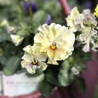 パンジー,パンジー フェデネージュ,ガーデニング,ビオラ・パンジー,パンジー フェデネージュ トイプーの画像