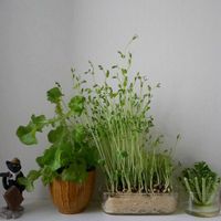 リーフレタス,大根,豆苗,花のある暮らし,リボベジの画像