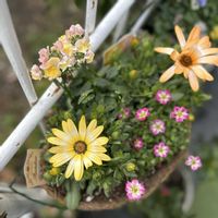 ネメシア,クモマグサ,雲間草,ネメシア メーテル,ディモルフォセカ パステリーナの画像
