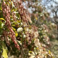 アセビ,山野草,白い花,花のある暮らし,低木の画像