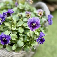 ビオラ,ビオラ レディ,ガーデニング,ビオラ・パンジー,マンションの庭の画像