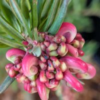 アセビ,アセビ,アセビ,アセビ,グレビレアの画像