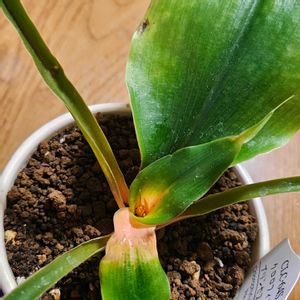 クロロフィツム プリンセスメイプル,室内,PR,三ツ星品質モニター,キジカクシ〰科の画像