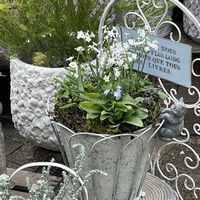 ワスレナグサ,ムスカリ・タッチオブスノー,雲間草,勿忘草,プリムラマラコイデスの画像