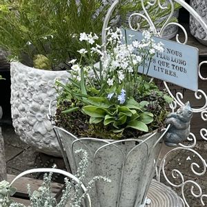 ワスレナグサ,ムスカリ・タッチオブスノー,雲間草,勿忘草,プリムラマラコイデスの画像